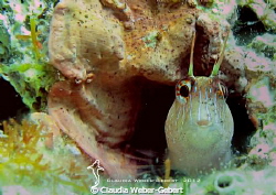 ...did you call me??? by Claudia Weber-Gebert 